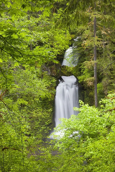 WA, Gifford Pinchot National Forest, Curly Creek Falls, arch formed from water flow