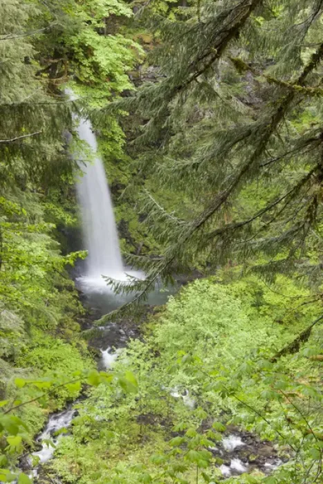 Framed Print : WA, Gifford Pinchot National Forest, Miller Creek Falls Framed Print : WA, Gifford Pinchot National Forest, Miller Creek Falls