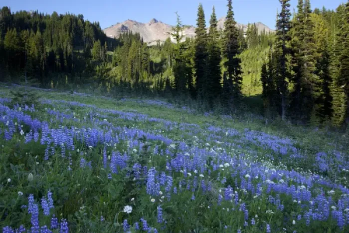 Framed Print : WA, Goat Rocks Wilderness, Subalpine lupine wildflower meadow with Goat Rocks