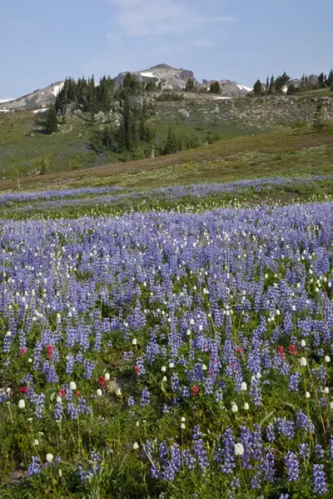 Framed Print : WA, Goat Rocks Wilderness, Subalpine lupine wildflower meadow with Goat Rocks