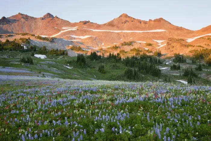 Framed Print : WA, Goat Rocks Wilderness, Wildflower alpine meadow with Goat Rocks, at sunset