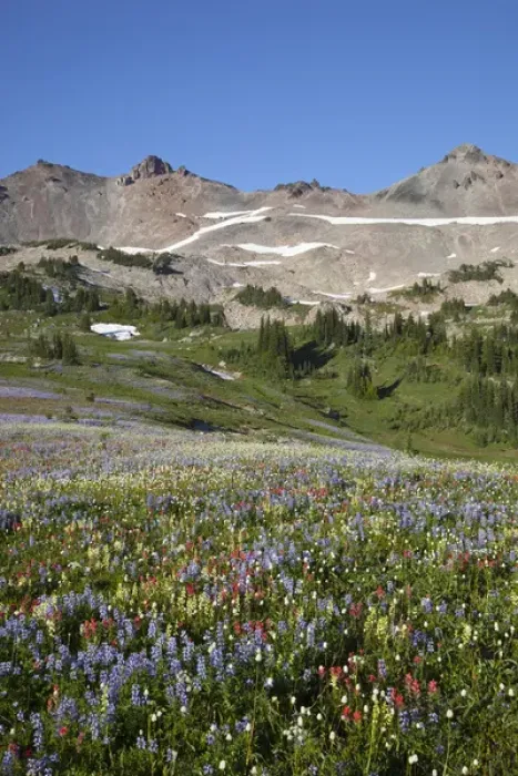 Framed Print : WA, Goat Rocks Wilderness, Wildflower alpine meadow with Goat Rocks Framed Print : WA, Goat Rocks Wilderness, Wildflower alpine meadow with Goat Rocks