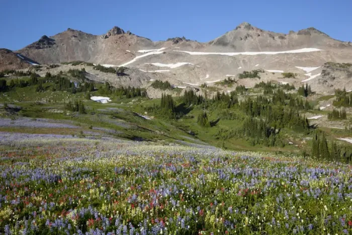 Framed Print : WA, Goat Rocks Wilderness, Wildflower alpine meadow with Goat Rocks Framed Print : WA, Goat Rocks Wilderness, Wildflower alpine meadow with Goat Rocks