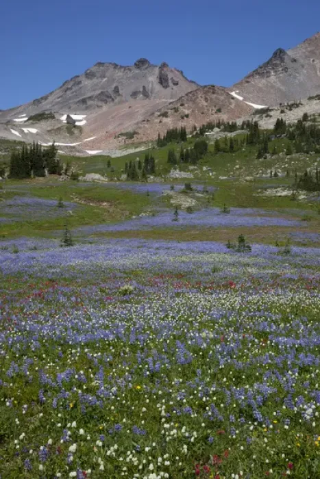 Framed Print : WA, Goat Rocks Wilderness, Wildflower alpine meadow with Goat Rocks and Old Snowy Framed Print : WA, Goat Rocks Wilderness, Wildflower alpine meadow with Goat Rocks and Old Snowy