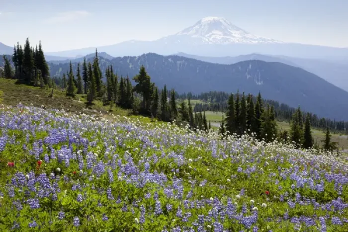 Framed Print : WA, Goat Rocks Wilderness, Wildflower meadow, with Mount Adams