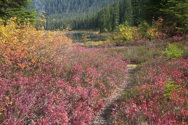 WA, Henry M. Jackson Wilderness, trail at Lake Janus, colorful autumn foilage, huckleberry