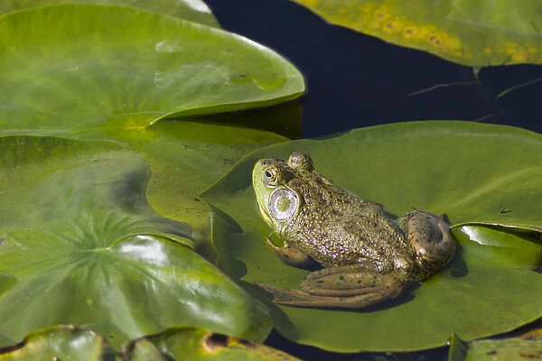 WA, Juanita Bay Wetland, Bullfrog, male (Rana catesbeiana)