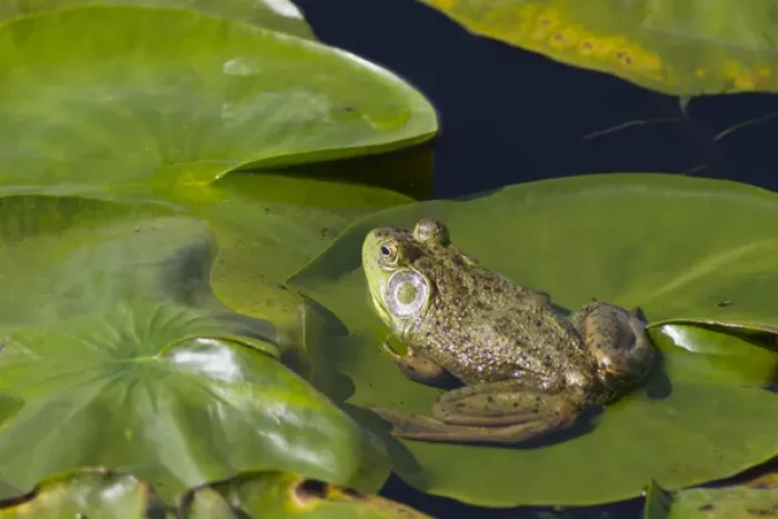 Framed Print : WA, Juanita Bay Wetland, Bullfrog, male (Rana catesbeiana) Framed Print : WA, Juanita Bay Wetland, Bullfrog, male (Rana catesbeiana)