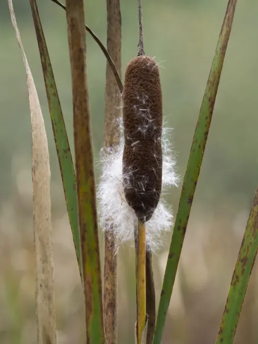 Framed Print : WA, Juanita Bay Wetland, Cattail Framed Print : WA, Juanita Bay Wetland, Cattail