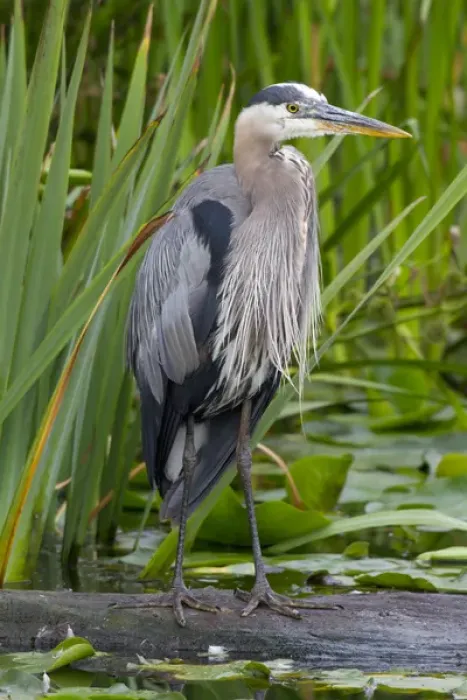 Framed Print : WA, Juanita Bay Wetland, Great Blue Heron (Ardea herodias)
