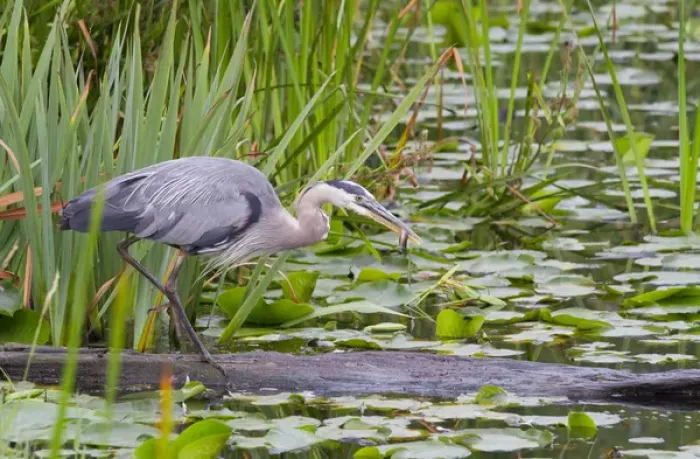 Framed Print : WA, Juanita Bay Wetland, Great Blue Heron (Ardea herodias)