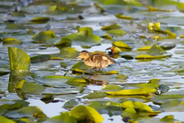 Framed Print : WA, Juanita Bay Wetland, Mallard duck, duckling (Anas platyrhynchos)