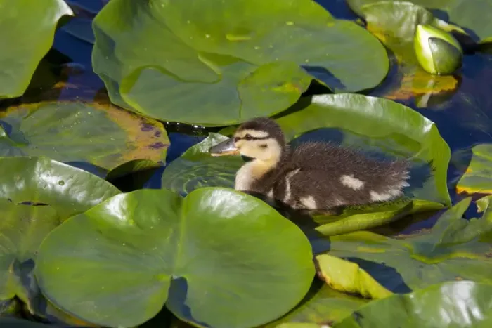 Framed Print : WA, Juanita Bay Wetland, Mallard duck, duckling (Anas platyrhynchos) Framed Print : WA, Juanita Bay Wetland, Mallard duck, duckling (Anas platyrhynchos)