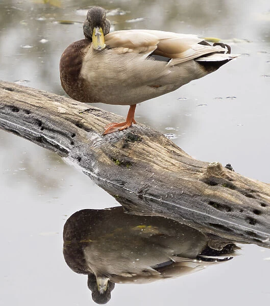 WA, Juanita Bay Wetland, Mallard Duck ( Anas Platyrhynchos), male