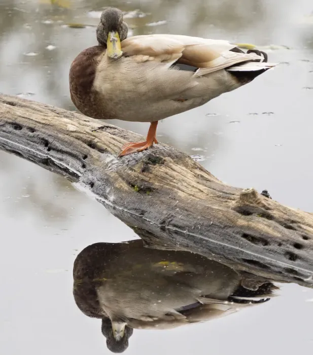 Framed Print : WA, Juanita Bay Wetland, Mallard Duck ( Anas Platyrhynchos), male Framed Print : WA, Juanita Bay Wetland, Mallard Duck ( Anas Platyrhynchos), male