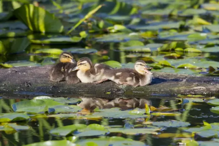Framed Print : WA, Juanita Bay Wetland, Mallard ducks, ducklings (Anas platyrhynchos) Framed Print : WA, Juanita Bay Wetland, Mallard ducks, ducklings (Anas platyrhynchos)
