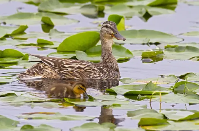 Framed Print : WA, Juanita Bay Wetland, Mallard female duck and duckling (Anas platyrhynchos)
