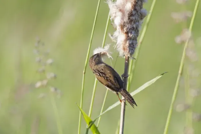Framed Print : WA, Juanita Bay Wetland, Marsh Wren, gathering cattail down (Cistothorus palustris)