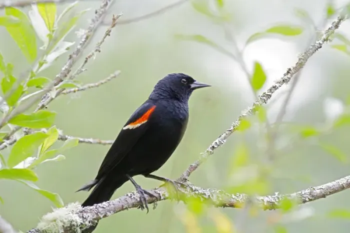 Framed Print : WA, Juanita Bay Wetland, Red-winged Blackbird, male (Agelaius phoeniceus) Framed Print : WA, Juanita Bay Wetland, Red-winged Blackbird, male (Agelaius phoeniceus)