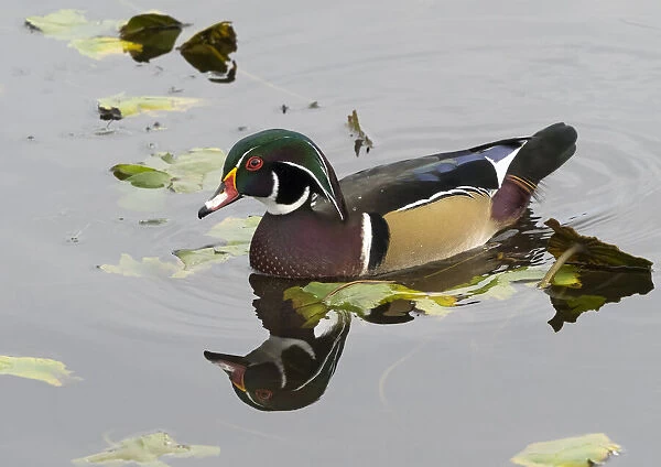 WA, Juanita Bay Wetland, Wood Duck, male (Aix sponsa)