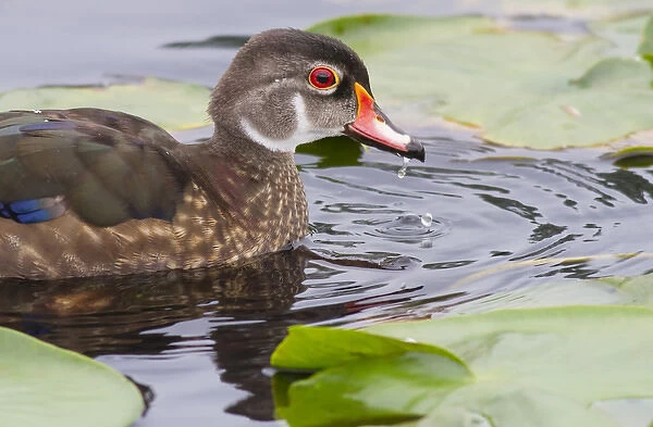 WA, Juanita Bay Wetland, Wood duck, male, non breeding plummage (Aix sponsa)