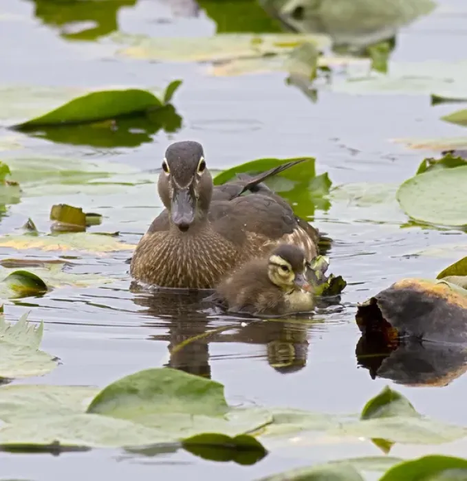 Framed Print : WA, Juanita Bay Wetland, Wood ducks, female and duckling (Aix sponsa) Framed Print : WA, Juanita Bay Wetland, Wood ducks, female and duckling (Aix sponsa)