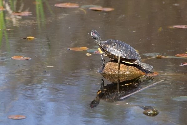 WA, Juanita, Juanita Bay Wetland, Pond Slider Turtle, Red-eared, on log (Chrysemys
