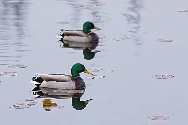 WA, Juanita, Juanita Bay Wetland, Mallard Ducks, male, ( Anas platyrbynchos)