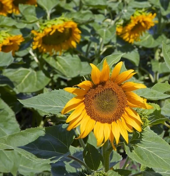 WA, Kittitas County, Sunflower Field