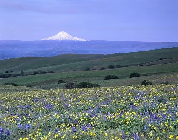 WA, Klickitat County, Dalles Mountain Ranch, balsam root and lupine meadow with Mt. Hood