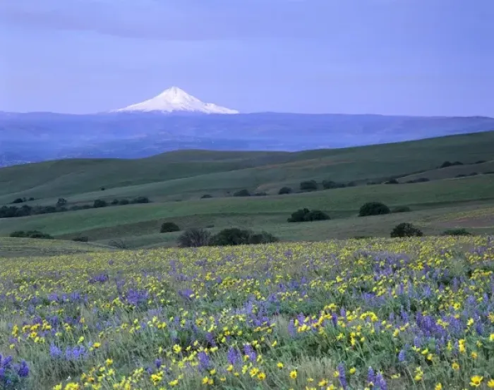 Framed Print : WA, Klickitat County, Dalles Mountain Ranch, balsam root and lupine meadow with Mt. Hood Framed Print : WA, Klickitat County, Dalles Mountain Ranch, balsam root and lupine meadow with Mt. Hood