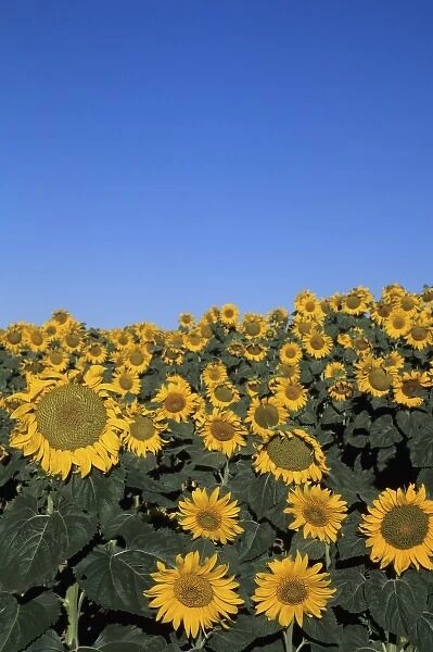 WA, Lincoln County, near Harrington, sunflower field in bloom