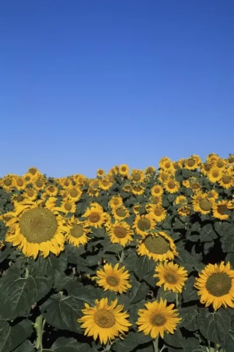 Framed Print : WA, Lincoln County, near Harrington, sunflower field in bloom