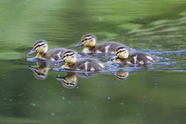 WA, Mercer Slough, Wood Duck ducklings (Aix Sponsa)