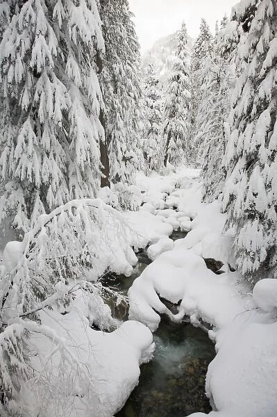 WA, Mount Baker Snoqualmie National Forest, Denny Creek, with a mantle of fresh snow