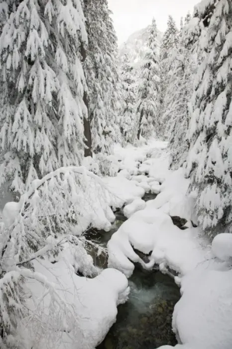 Framed Print : WA, Mount Baker Snoqualmie National Forest, Denny Creek, with a mantle of fresh snow Framed Print : WA, Mount Baker Snoqualmie National Forest, Denny Creek, with a mantle of fresh snow