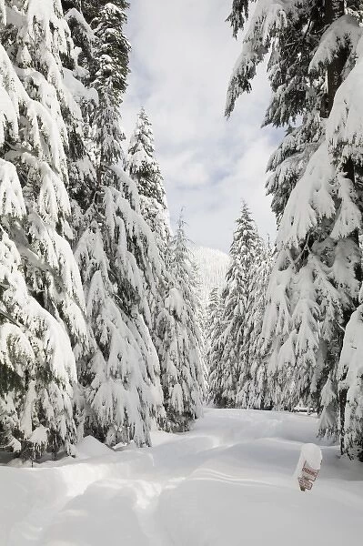 WA, Mount Baker Snoqualmie National Forest, snow covered forest road