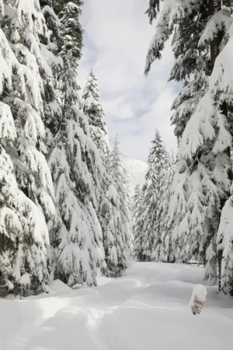 Framed Print : WA, Mount Baker Snoqualmie National Forest, snow covered forest road Framed Print : WA, Mount Baker Snoqualmie National Forest, snow covered forest road