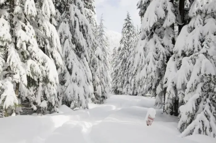 Framed Print : WA, Mount Baker Snoqualmie National Forest, snow covered forest road Framed Print : WA, Mount Baker Snoqualmie National Forest, snow covered forest road