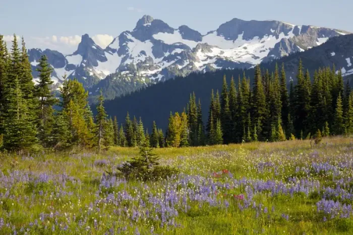 Framed Print : WA, Mount Rainier National Park, Alpine wildflower meadow and Sarvent Glaciers, view