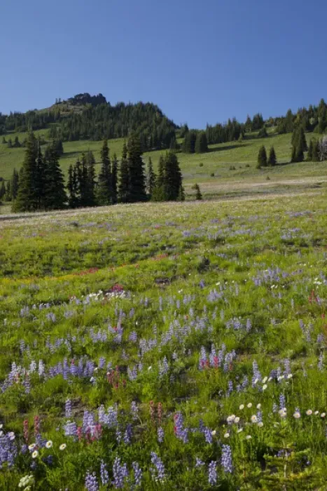 Framed Print : WA, Mount Rainier National Park, Alpine wildflower meadow, view from Sunrise Framed Print : WA, Mount Rainier National Park, Alpine wildflower meadow, view from Sunrise
