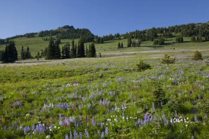 Framed Print : WA, Mount Rainier National Park, Alpine wildflower meadow, view from Sunrise Framed Print : WA, Mount Rainier National Park, Alpine wildflower meadow, view from Sunrise