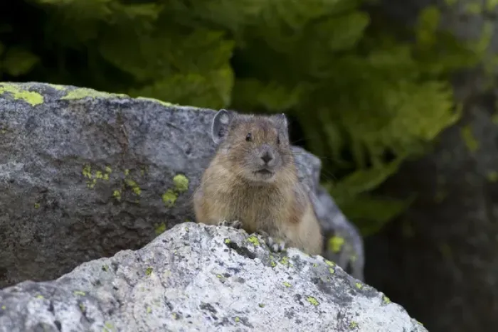 Framed Print : WA, Mount Rainier National Park, American Pika (Ochotona princeps) Framed Print : WA, Mount Rainier National Park, American Pika (Ochotona princeps)