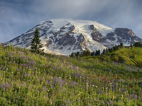 WA, Mount Rainier National Park, Mount Rainier and alpine meadow