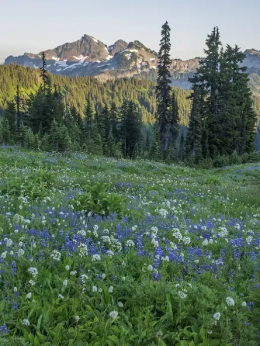 Framed Print : WA, Mount Rainier National Park, Tatoosh Range and Wildflowers Framed Print : WA, Mount Rainier National Park, Tatoosh Range and Wildflowers