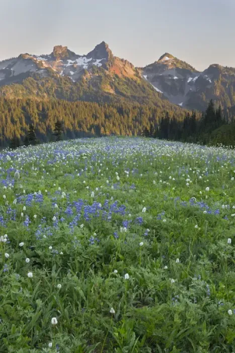 Framed Print : WA, Mount Rainier National Park, Tatoosh Range and Wildflowers Framed Print : WA, Mount Rainier National Park, Tatoosh Range and Wildflowers
