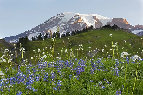 WA, Mount Rainier National Park, Mount Rainier and Wildflowers