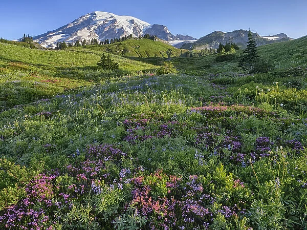 WA, Mount Rainier National Park, Mount Rainier and Wildflowers