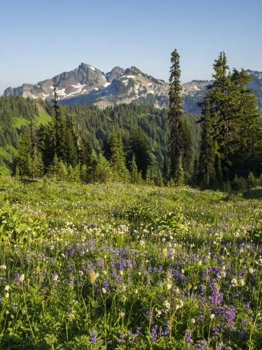 Framed Print : WA, Mount Rainier National Park, Tatoosh Range and Wildflowers