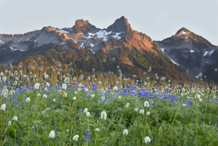 Framed Print : WA, Mount Rainier National Park, Tatoosh Range and Wildflowers Framed Print : WA, Mount Rainier National Park, Tatoosh Range and Wildflowers